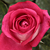 Rózsaszín - Teahibrid rózsa - Acapella®